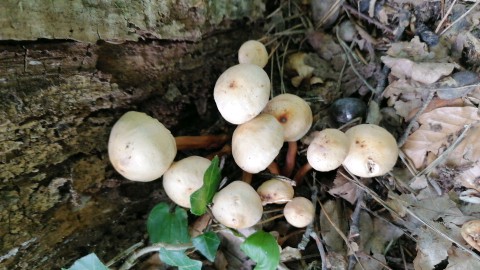 Gymnopus fusipes