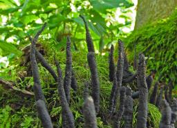 Xylaria digitata