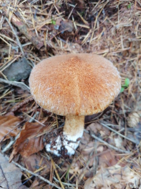 Suillus grevillei