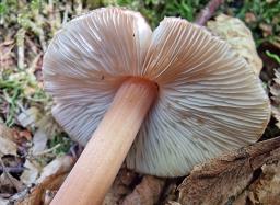 Inocybe asterospora