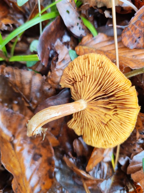 Gymnopilus penetrans