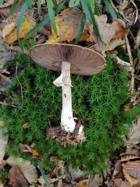 Agaricus sylvicola