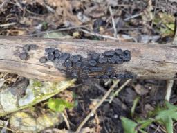 Biscogniauxia marginata