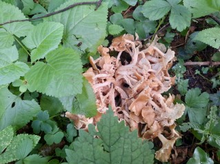 Polyporus umbellatus