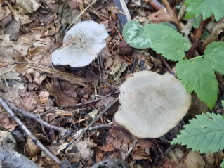 Clitocybe odora