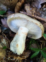 Russula acrifolia