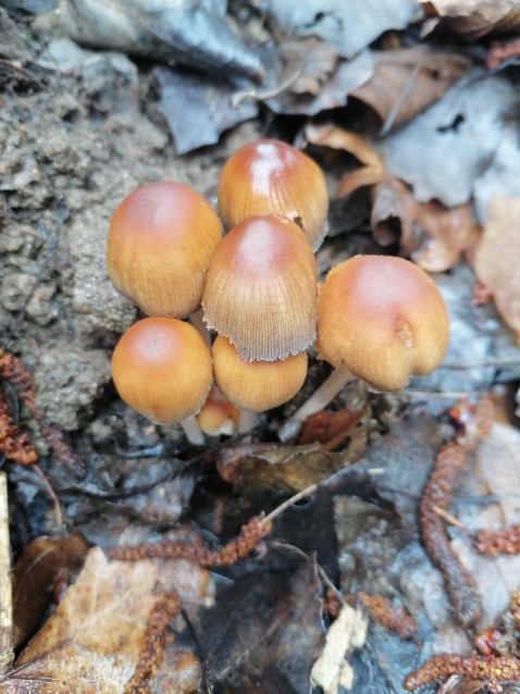 Coprinellus micaceus