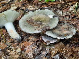 Russula cyanoxantha