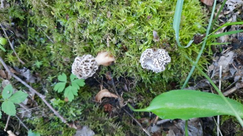 Morchella esculenta