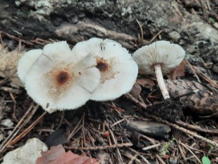 Lepiota cristata