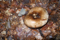 Russula nigricans