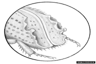 Ips typographus