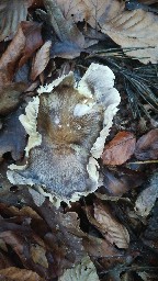 Tricholoma portentosum