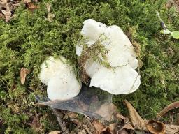 Tricholoma columbetta