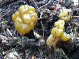 Leotia lubrica