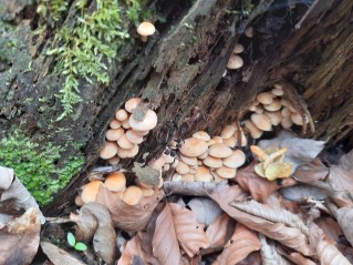 Hypholoma fasciculare var. pusillum