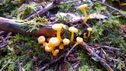 Cantharellus tubaeformis var. lutescens