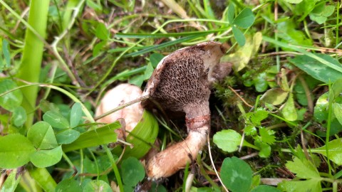 Suillus viscidus