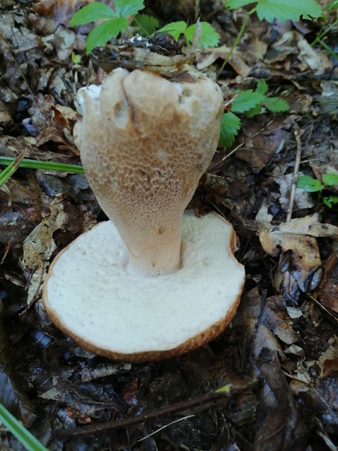 Boletus reticulatus