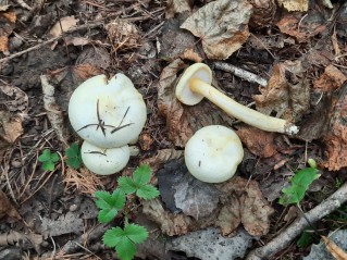 Hygrophorus chrysodon