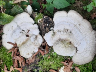 Trametes gibbosa