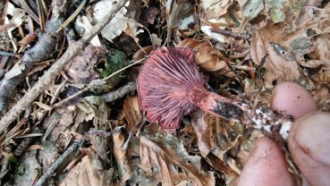 Hygrophorus capreolarius