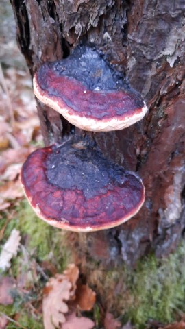 Fomitopsis pinicola