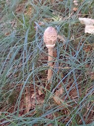 Macrolepiota procera