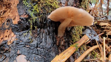 Pluteus cervinus