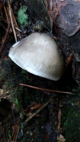 Tricholoma saponaceum