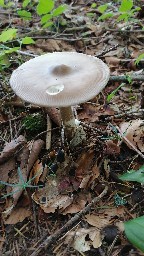 Amanita spadicea