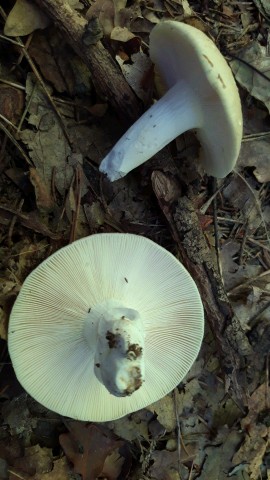 Russula violeipes