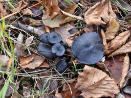 Entoloma serrulatum