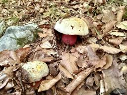 Rubroboletus rhodoxanthus
