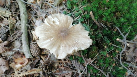 Megacollybia platyphylla