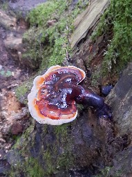 Ganoderma carnosum