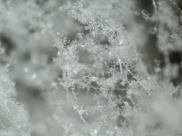 Mycogone calospora