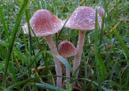 Conocybe pygmaeoaffinis