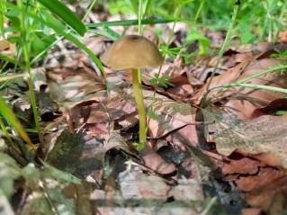 Entoloma incanum