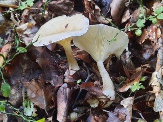 Ampulloclitocybe clavipes