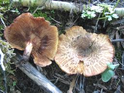 Paxillus rubicundulus