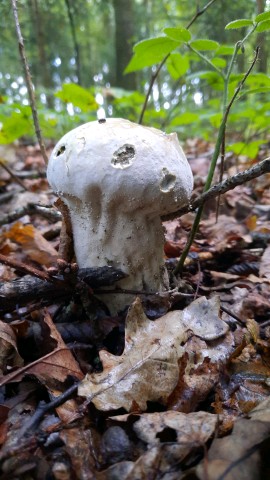 Lycoperdon excipuliforme