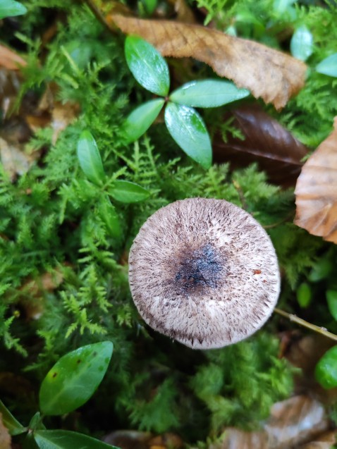 Tricholoma squarrulosum