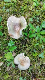 Russula heterophylla