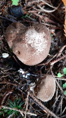 Lycoperdon echinatum