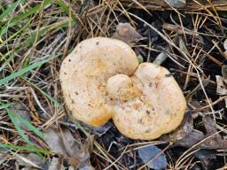 Lactarius sanguifluus