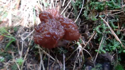 Gyromitra esculenta