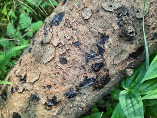 Exidia pithya