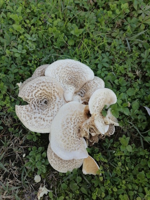 Lentinus tigrinus