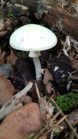 Amanita citrina